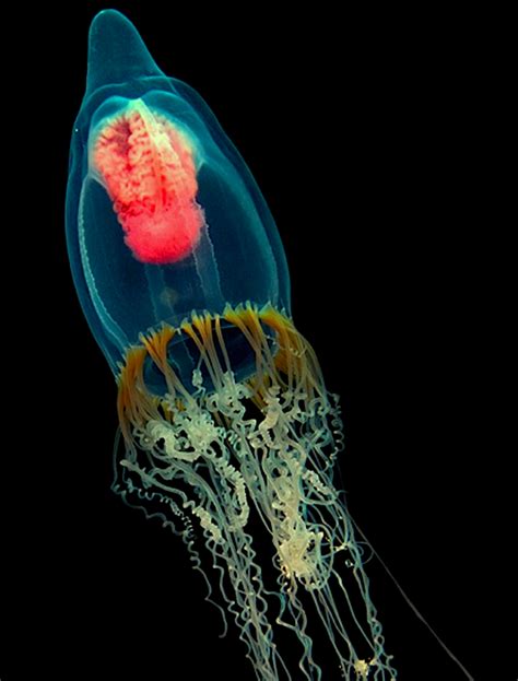 Jellyfish By Nicholas Samaras Jellyfish Are Fascinating But Weird And