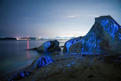 Bioluminescent Sea Fireflies Glittering Like Diamonds On The Rocks And