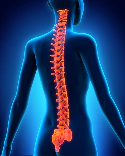 Your Spine And That Pesky Arthritis