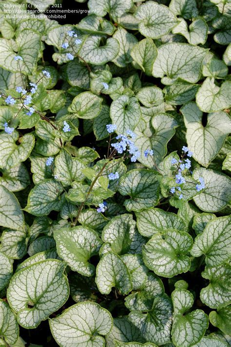 Plantfiles Pictures Variegated Siberian Bugloss False Forget Me Not