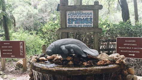 Homosassa Springs Wildlife State Park Florida Lives