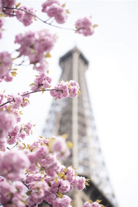 Eiffel Tower Cherry Blossom Print — Parisian Moments Eiffel Tower