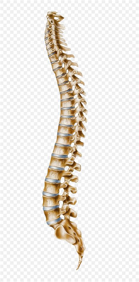 Human Vertebral Column Atlas Cervical Vertebrae Png 800x1662px Human