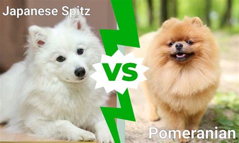 Japanese Spitz Vs Pomeranian Az Animals