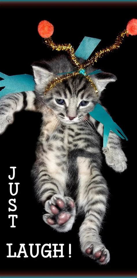 Laugh Cosplay Kitten Wallpaper By 1artfulangel Download On Zedge 8ff5