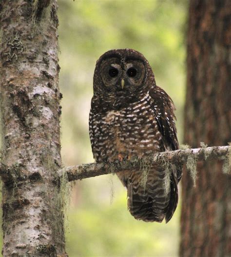 The northern spotted owl is in danger again. And this time it's from ...