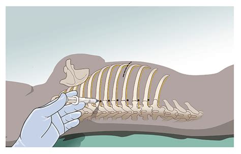 Intercostal Nerve Block Canine