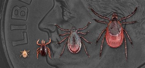Cdc Emerging Infections On Twitter Blacklegged Ticks Can Spread More