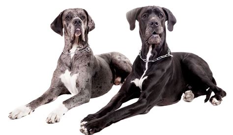 6 Things You Don T Know About The Great Dane
