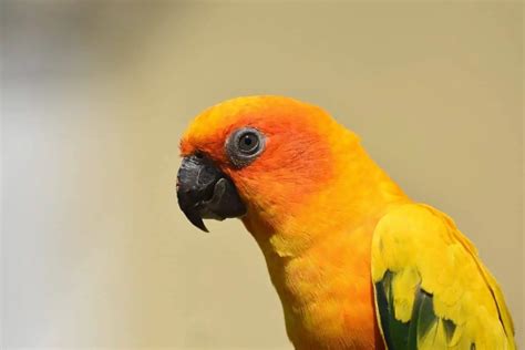 Type Of Conures Facts And Care As Pets Pets Bunch