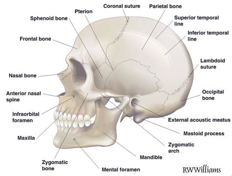 Anatomical Skull Side Medical Anatomy Human Anatomy And Physiology
