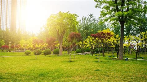 6 Ways Urban Trees Make You More Active Outdoors Arbor Day Blog
