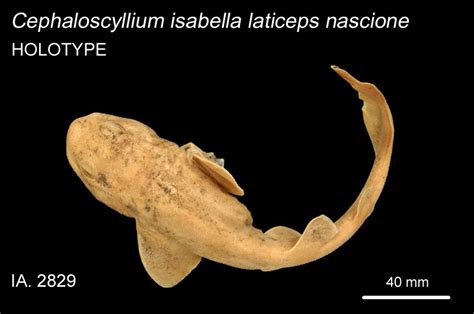 Draughtboard Shark Cephaloscyllium Laticeps Dumeril The Australian Museum