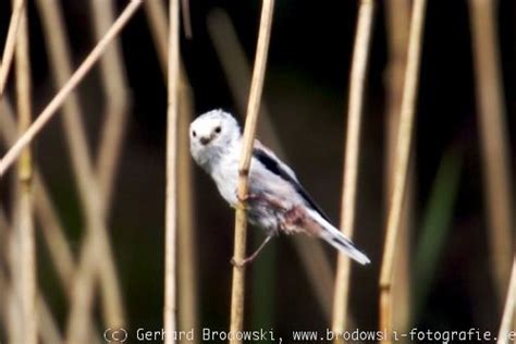 Vögel, wie zum beispiel meisen, brüten mehrmals im jahr. Die Schwanzmeise - Steckbrief, Brutzeit, Alter Feinde ...
