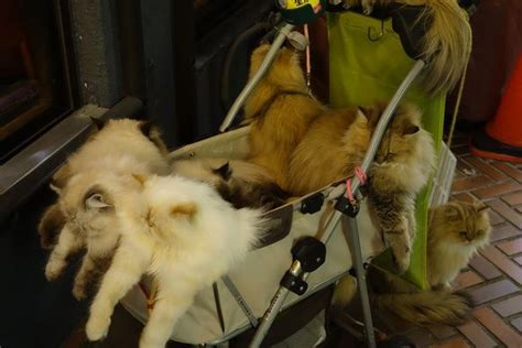 Cat Man From Kyushu Walks Nine Cats In A Stroller Draws Crowds In