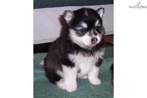 Mick Mini Siberian Husky Puppy For Sale Near Columbia South Carolina