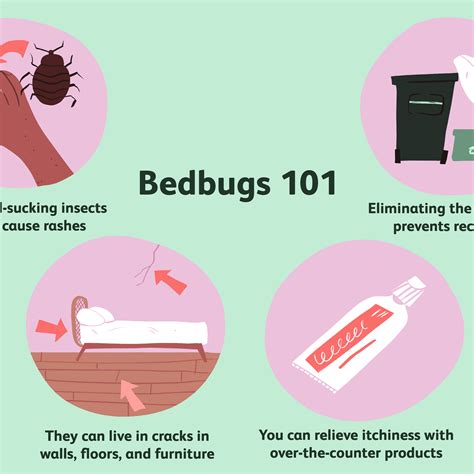 Most Effective Bed Bug Treatment On Skin Pest Phobia