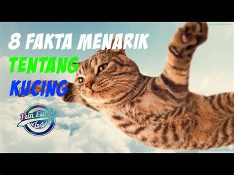 Masih banyak diluar sana yang berpendapat seperti ini, karena kurangnya informasi tentang kucing belang tiga. Kucing Bisa Melompat dari Lantai 5 Gedung??? Inilah 8 ...