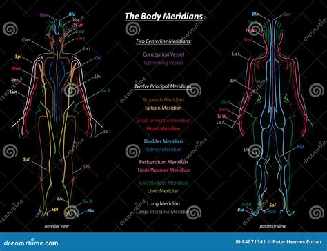 Body Meridians Schematic Diagram Flow Direction Vector Illustration