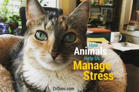 How Animals Help Us Manage Stress Doctor Doni