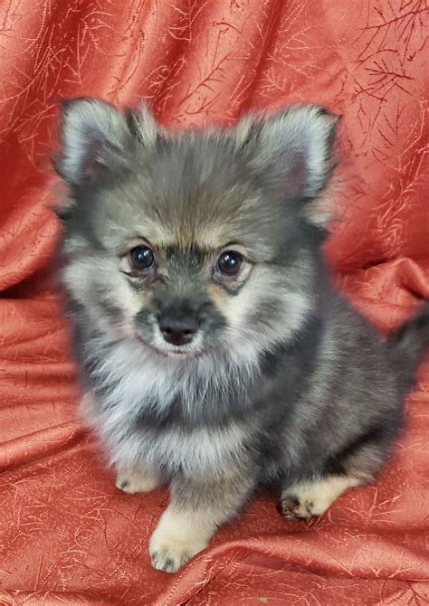 Pomeranian Puppies For Sale Plant City Fl 308976