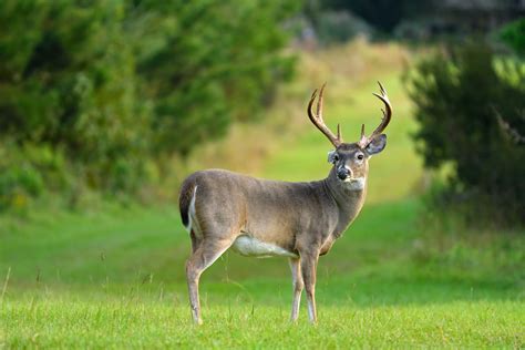 Managing Antler Expectations This Deer Season Mossy Oak Gamekeeper