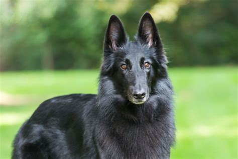 Belgian Sheepdog Dog Breed Characteristics And Care