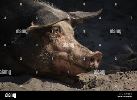 Domestic Pig Sus Domesticus Breed Hi Res Stock Photography And Images