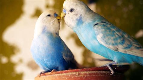 🐦🐦budgie Sounds For Lonely Birds To Make Them Happy Budgerigar Videos