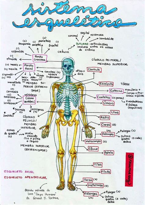 A Diagram Of The Human Body With All Its Bones And Major Skeletal