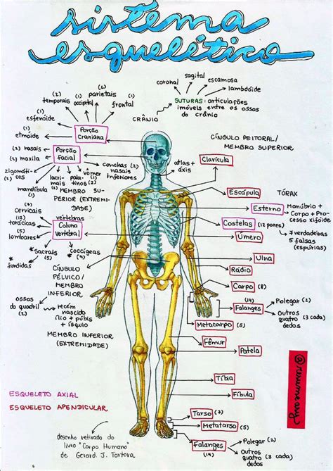 Sistema EsquelÉtico Esquelético Material De Enfermagem Sistema