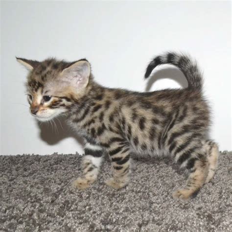 Savannahcat.com is the official website for savannah cat breed. F2 Savannah Kittens Available in Ohio Savannah Cats Call ...