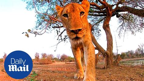 Lion Gopro Curious Lioness Tries To Eat Camera While Its Recording