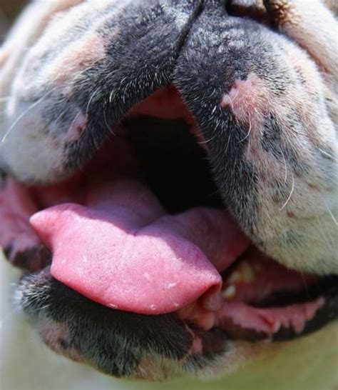 Mouth Ulcers In Dogs With Kidney Failure Dogs Health Problems
