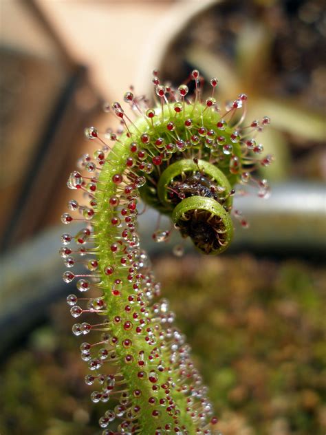 Drosera Regia With Prey 2