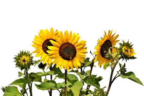 Sunflowers Png 10 Free Cliparts Download Images On Clipground 2023