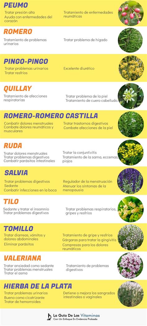 Plantas Medicinales Para Qu Sirven Y Como Cultivarlas