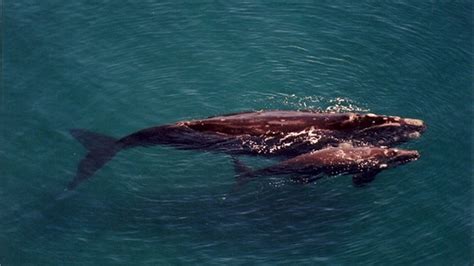 Death Of Hundreds Of Baby Right Whales Continues To Puzzle Scientists