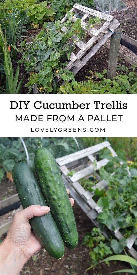 Cucumber Straight Eight Trellis Garden Plant