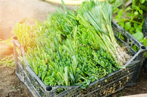 De Zaailingen Van Preien Zijn Klaar Voor Het Planten Op Het Gebied