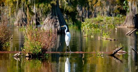 Top 4 Lafayette Swamp Tours To Try This Summer