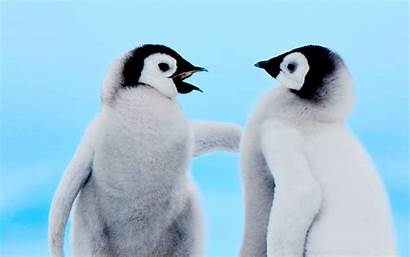 Penguin Adorable Hawk Wallpapers