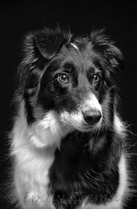 Border Collie Best Friend Photography By Emily Rieman