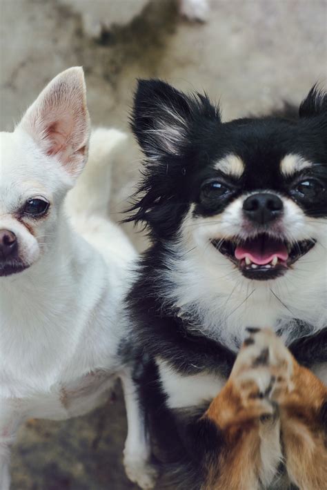 White And Black Long Haired Chihuahua Pets Lovers