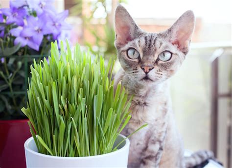 Make your own cat grass garden with herbs. What Is Cat Grass? Learn How to Grow Cat Grass Indoors | PetMD