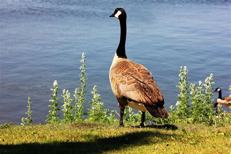 Free Images Nature Prairie Wildlife Wild Fowl Fauna Canada