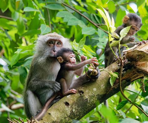 Monkeys On Tree Branch Photo Free Wildlife Image On Unsplash