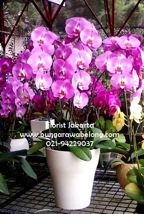 Bunga Anggrek Bulan Cantik Jakarta Selatan Toko Bunga Rawa Belong Florist