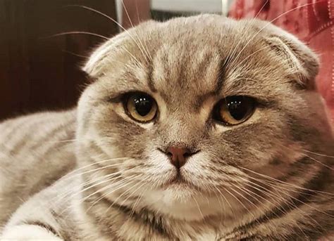 This will help us improve your ad experience. 50 Best Scottish Fold Cat Names | Cat scottish fold ...