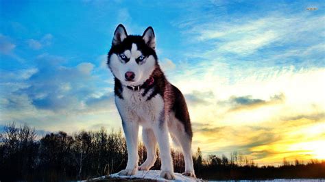 Siberian Husky Wallpaper Hd